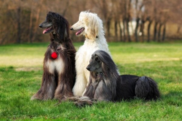 Afghan Hound Afghan-Hound-2