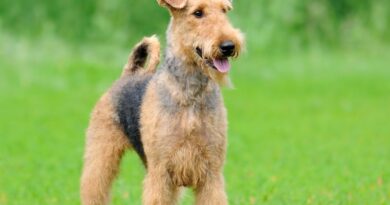 Airedale-Terrier-1