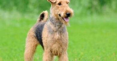 Airedale Terrier Airedale-Terrier-1