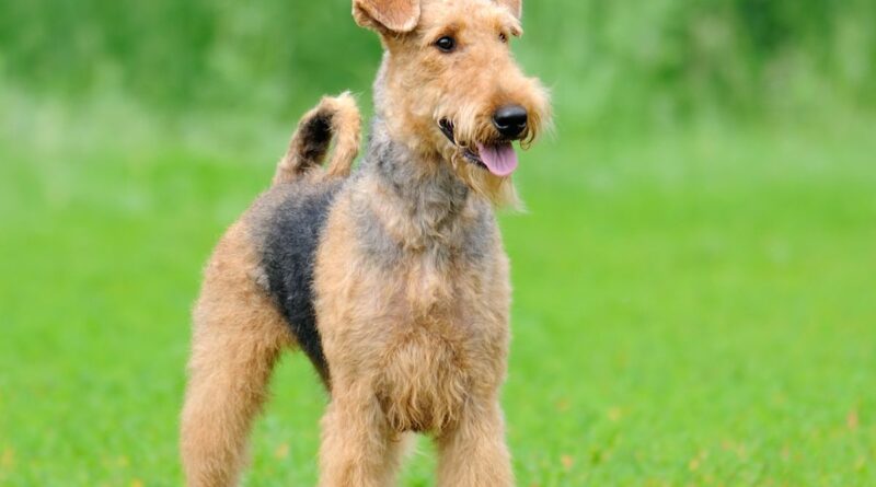 Airedale-Terrier-1