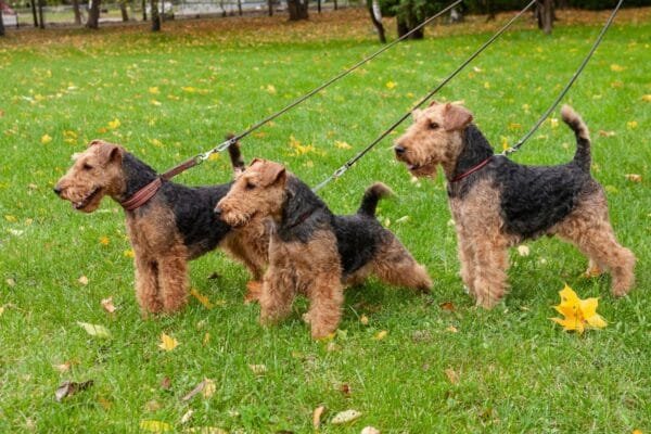 Airedale Terrier Airedale-Terrier-2