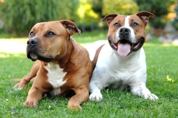 O American Staffordshire Terrier American-Staffordshire-Terrier-1