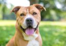 American-Staffordshire-Terrier-2
