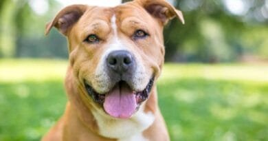 O American Staffordshire Terrier American-Staffordshire-Terrier-2
