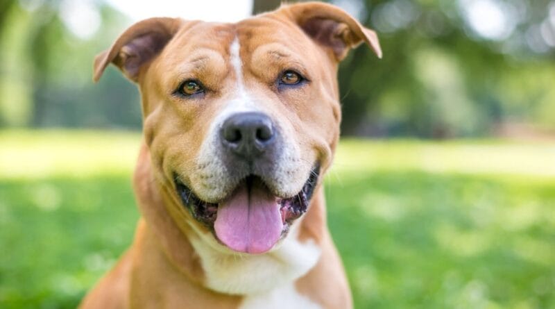 American-Staffordshire-Terrier-2