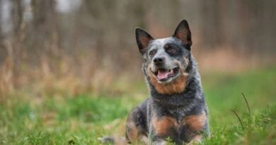 Australian Cattle Dog (Boiadeiro Australiano) Australian-Cattle-Dog-1