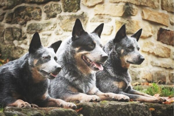 Australian Cattle Dog (Boiadeiro Australiano) - KitabPet