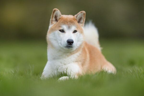 Akita akita-1