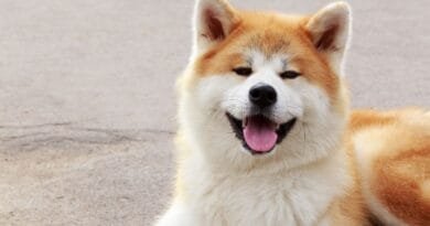 Akita akita-2