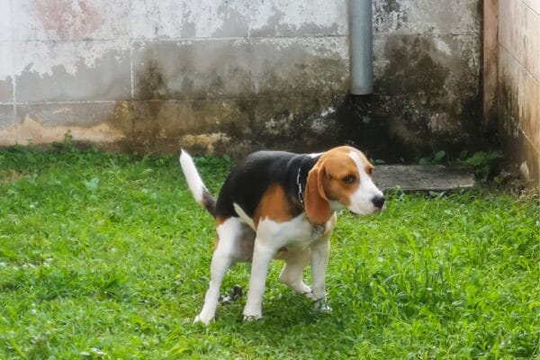 cachorro-com-diarreia-1