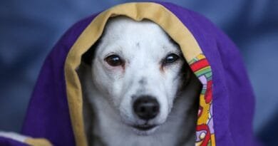 Cachorro Tremendo: Causas, Sintomas e Como Ajudar Seu Cachorro cachorro-tremendo-2