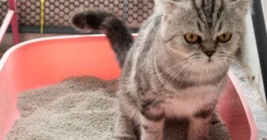 Gato com Diarreia: Causas, Sintomas e Como Lidar com Esse Problema gato-com-diarreia