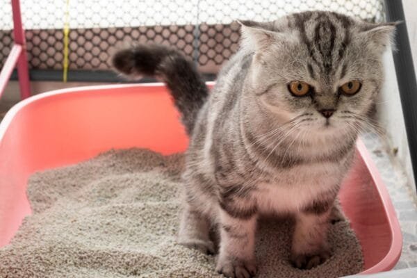 Gato com Diarreia: Causas, Sintomas e Como Lidar com Esse Problema gato-com-diarreia