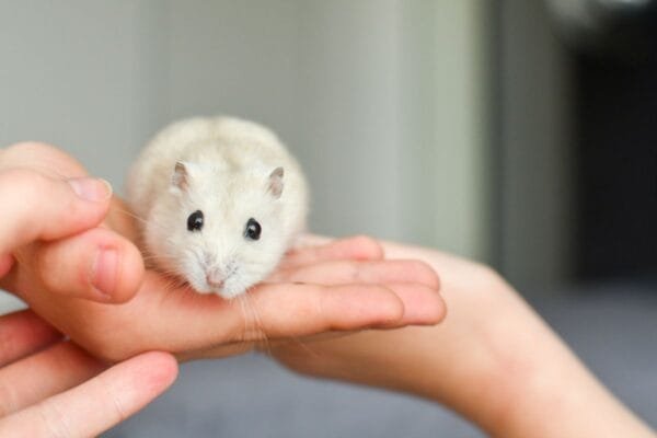 Hamsters como Animais de Estimação: Tudo o que Você Precisa Saber Hamsters-2