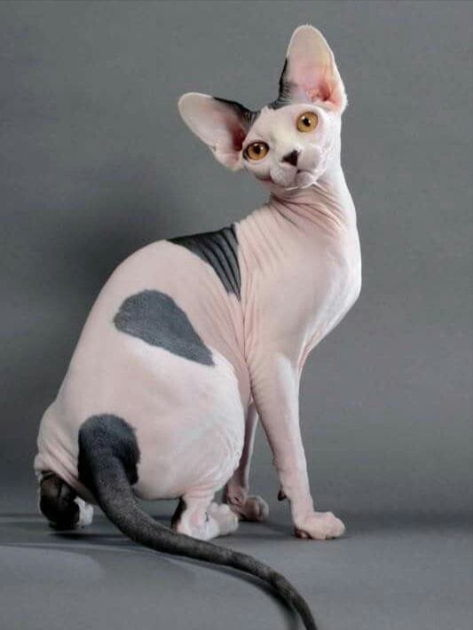 raca-de-gato-Sphynx