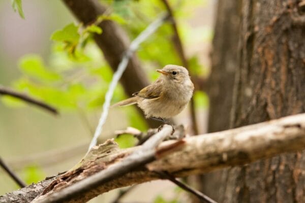 8 Espécies de Pássaros Brasileiros passaros-brasileiros-1