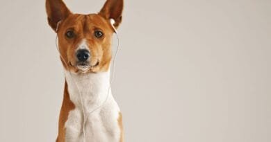 Basenji Basenji