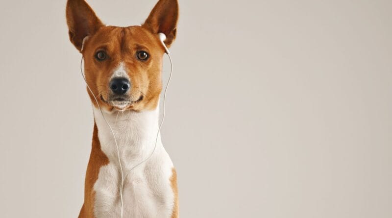 Basenji