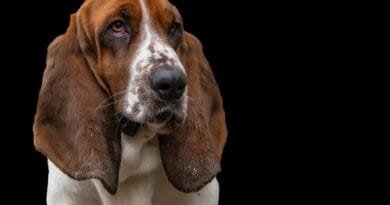 Basset Hound Basset Hound