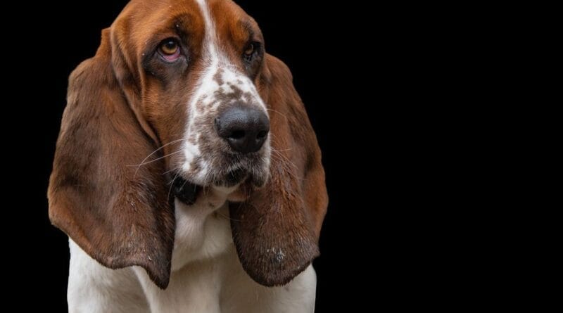 Basset Hound