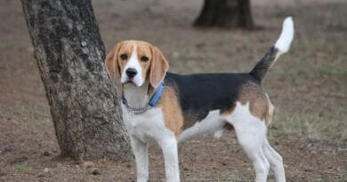 Beagle beagle