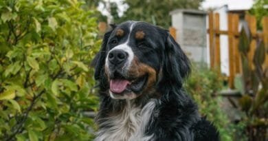 Bernese Mountain Dog Bernese Mountain Dog