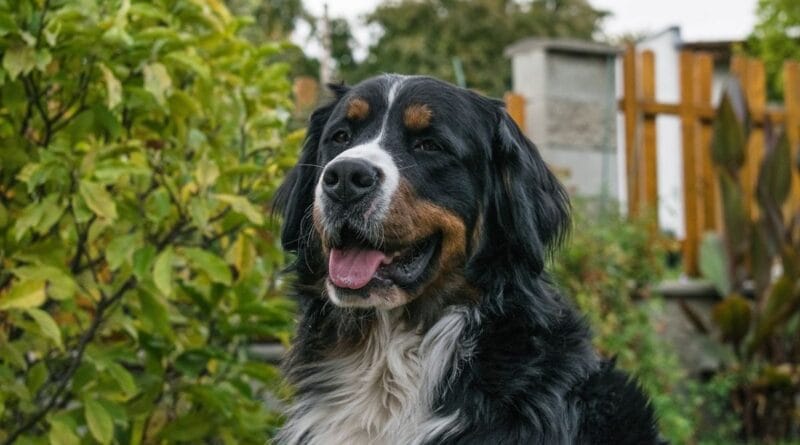 Bernese Mountain Dog