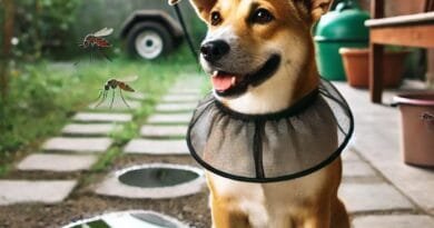 Cachorro pega dengue? Entenda como proteger seu pet dessa ameaça! cachorro pega dengue