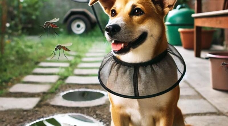 cachorro pega dengue