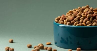 Como evitar formigas na ração do seu pet formigas na ração