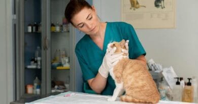 Esporotricose em gatos: saiba como proteger seu pet e sua família Esporotricose em gatos