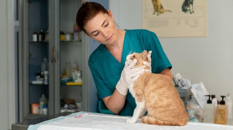 Esporotricose em gatos