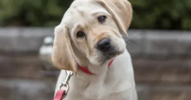 5 Filmes Imperdíveis para Celebrar a Relação Entre Humanos e Cães 5 Filmes Imperdíveis para Celebrar a Relação Entre Humanos e Cães