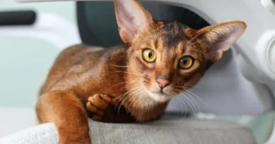 5 Raças de Gato com Inteligência Acima da Média