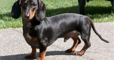 9 Curiosidades Que Vão Te Fazer Amar o Cachorro Salsicha (Dachshund) 9 Curiosidades Que Vão Te Fazer Amar o Cachorro Salsicha