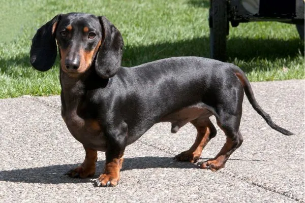 9 Curiosidades Que Vão Te Fazer Amar o Cachorro Salsicha