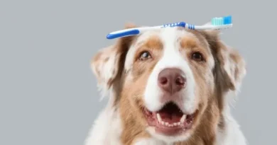 Mais que mau hálito! A escovação dos dentes dos cães é essencial para prevenir doenças A escovação dos dentes dos cães é essencial para prevenir doenças