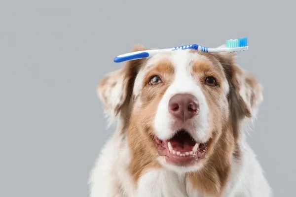A escovação dos dentes dos cães é essencial para prevenir doenças