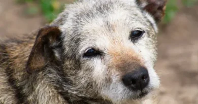 Cachorro idoso: como cuidar do seu pet na melhor Idade Cachorro idoso: como cuidar do seu pet na melhor Idade