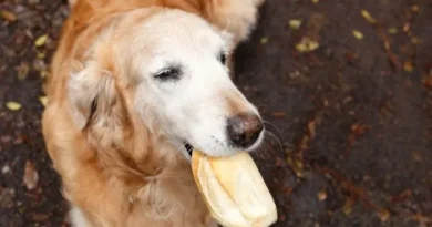 Cachorro Pode Comer Pão? Será que é Seguro para Seu Pet? Cachorro Pode Comer Pão?