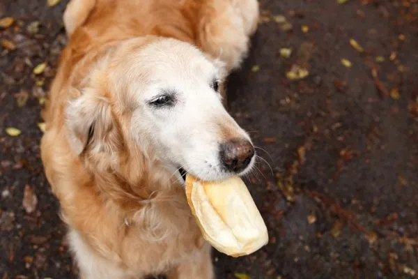 Cachorro Pode Comer Pão?