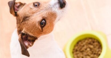 Cachorro pode comer sachê para gato? Entenda riscos e cuidados Cachorro pode comer sachê para gato