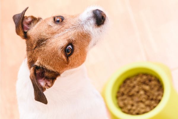 Cachorro pode comer sachê para gato