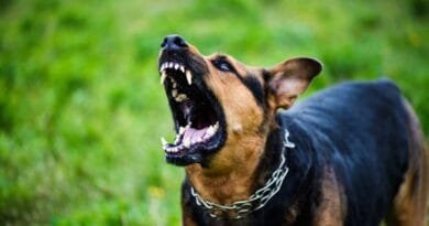 Cachorro reativo: como identificar, compreender e tratar Cachorro reativo: como identificar, compreender e tratar