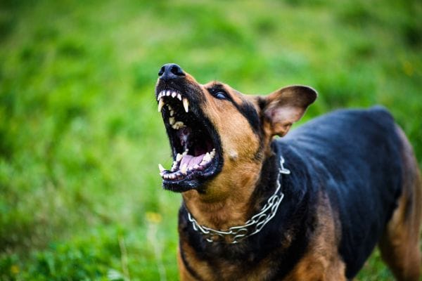 Cachorro reativo: como identificar, compreender e tratar