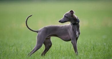 Cães abanando o rabo em excesso: pode ser sinal de síndrome rara Cães abanando o rabo em excesso: pode ser sinal de síndrome rara