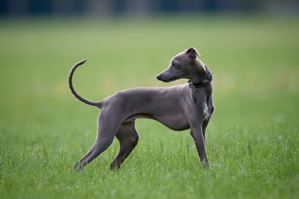 Cães abanando o rabo em excesso: pode ser sinal de síndrome rara