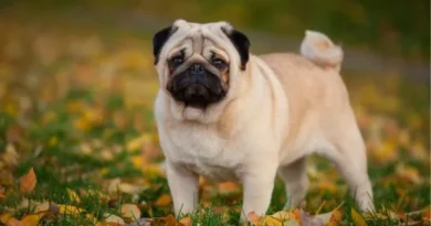 Cães braquicefálicos ou “focinho achatado: cuidados e precauções Cães braquicefálicos ou focinho achatado