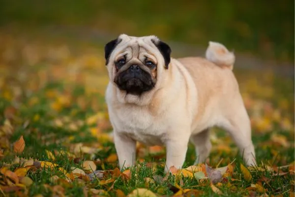 Cães braquicefálicos ou focinho achatado