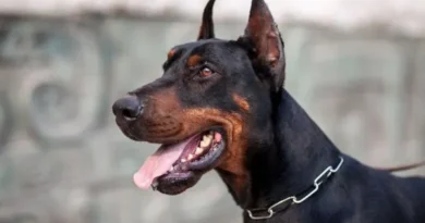 Cão da raça Dobermann é perigoso